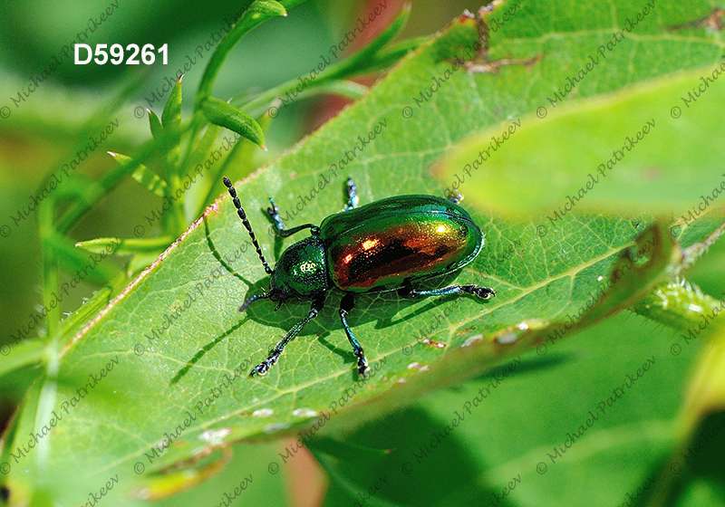 Dogbane Leaf Beetle (Chrysochus auratus)